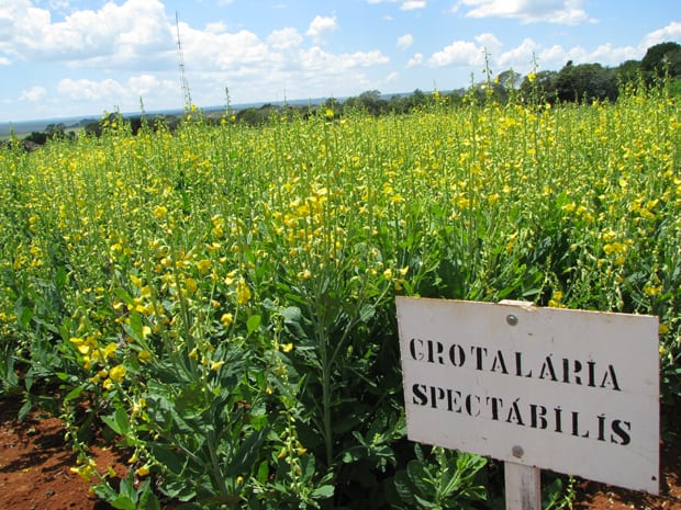 adubação verde com crotalaria