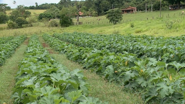 adubação verde passo a passo