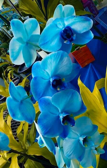 como cuidar de Orquídea Azul
