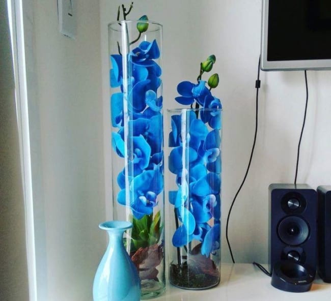 como decorar com Orquídea Azul