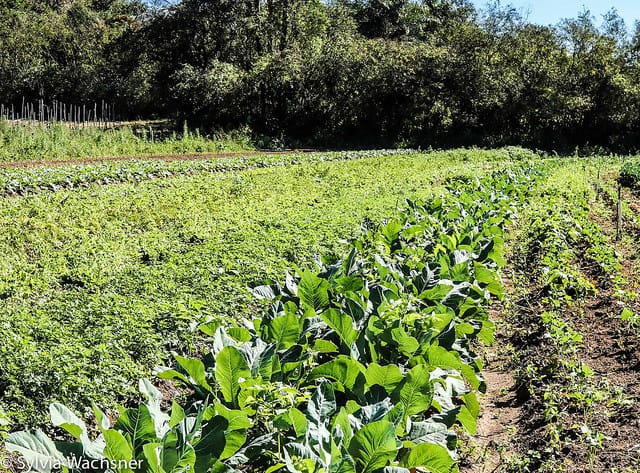 como fazer adubação verde