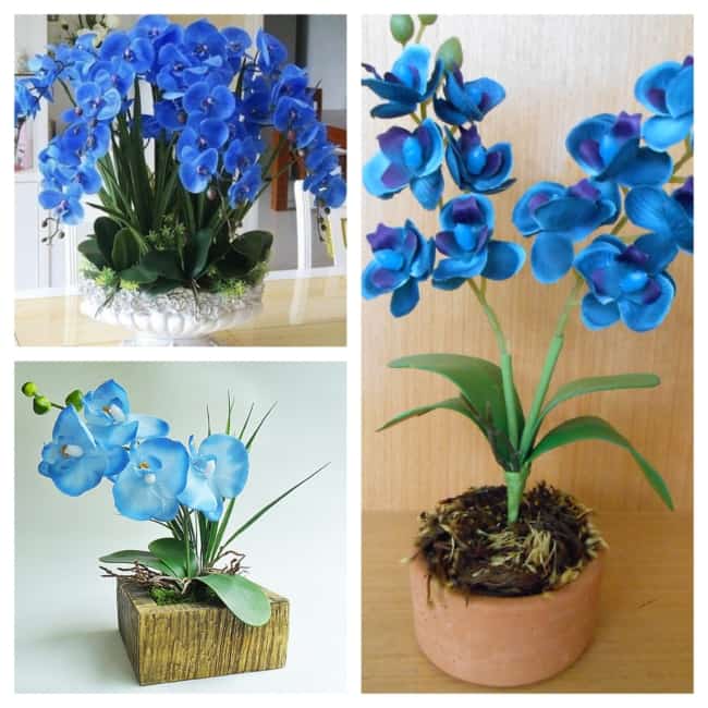 decoração com orquídea azul