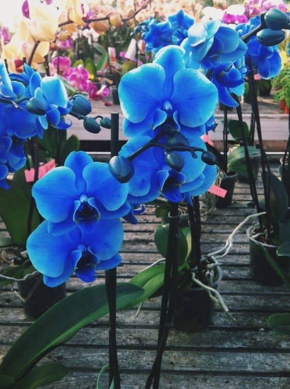 foto de Orquídea Azul