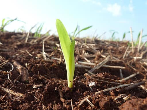 germinação do milho