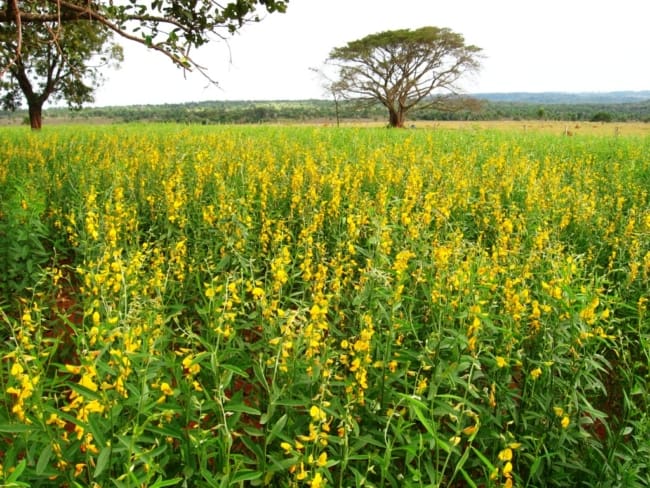 ideias de adubação verde