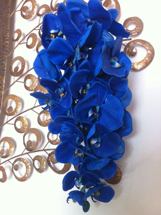 modelos de Orquídea Azul