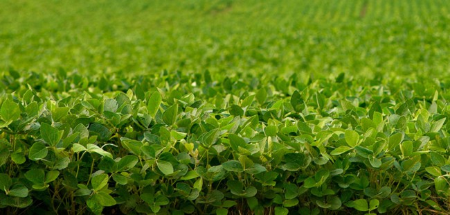 modelos de adubação verde