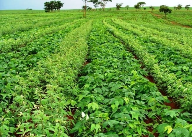 o que é adubação verde