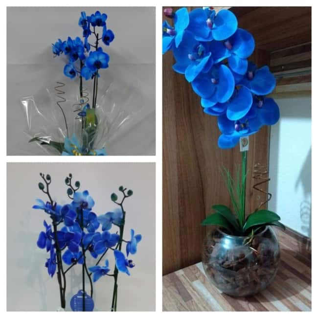 Orquídea azul – Como cuidar? + Fotos e inspirações belíssimas!