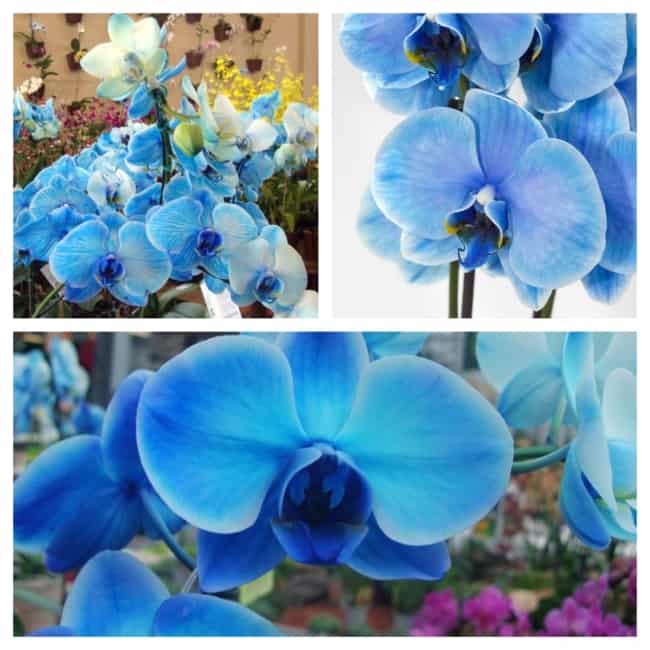 orquídea azul linda