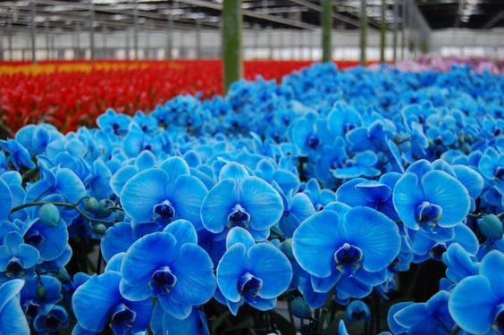 plantação de Orquídea Azul