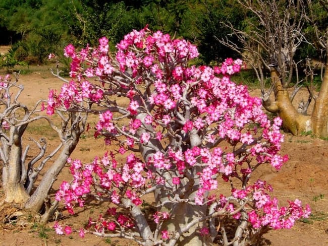 rosa do deserto no chão