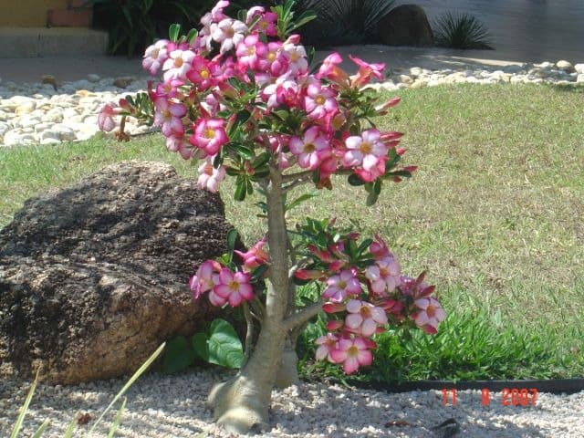 rosa do deserto plantada no chão