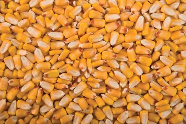 sementes de milho