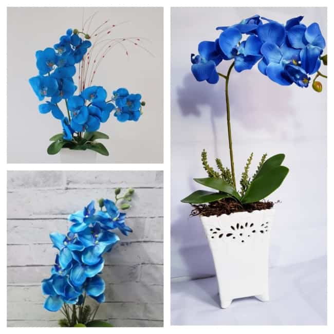 vaso de orquídea azul