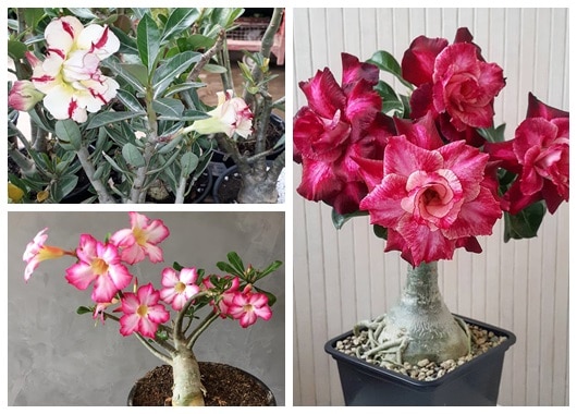 Rosa do Deserto – Como Cuidar? + 60 Fotos Desta Planta Magnífica!