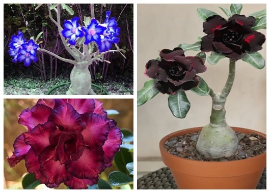 Rosa do Deserto – Como Cuidar? + 60 Fotos Desta Planta Magnífica!