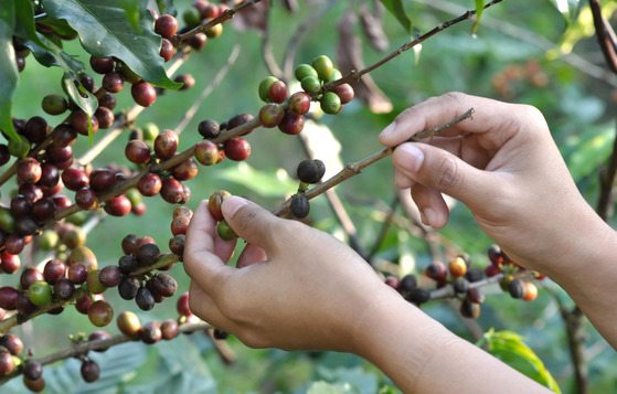 cuidados com o café