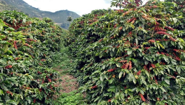 cuidados com plantação de café