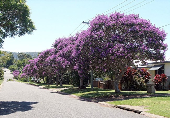 árvores de quaresmeira na calçada