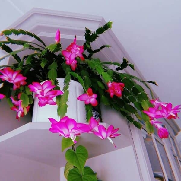 A flor de maio possui uma combinação de cores interessantes trazendo beleza e charme para decoração do lar