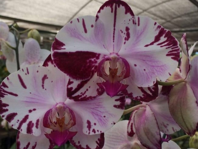 A orquídea borboleta é uma das minhas lindas flores de plantas de sombra