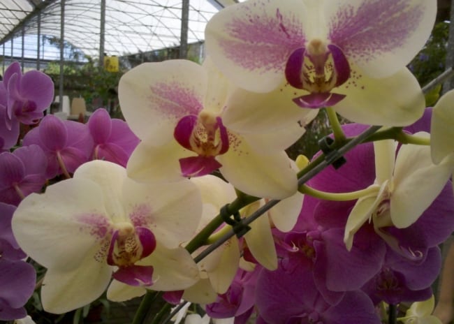 A orquídea trará uma decoração especialao lar