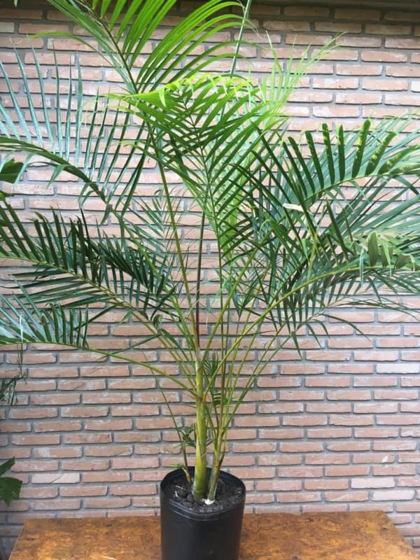 Areca bambu é muito popular em escritórios por exemplo