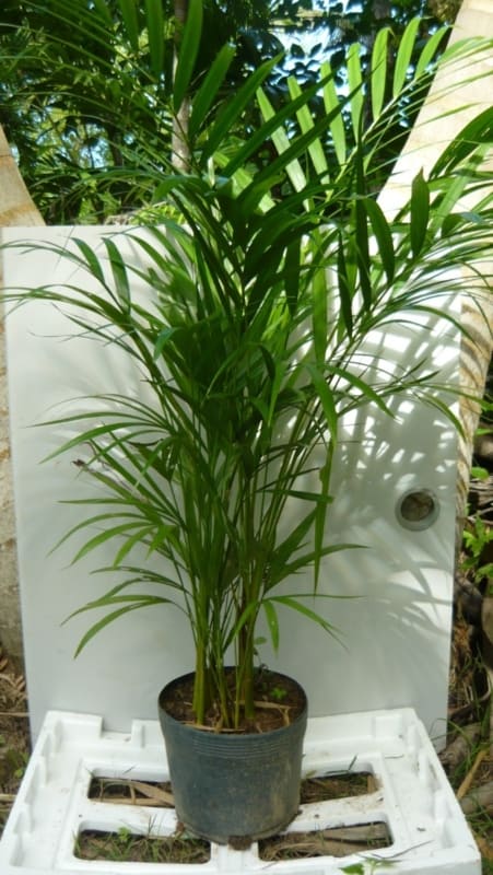 Areca bambu é uma das plantas de sombra mais populares do planeta
