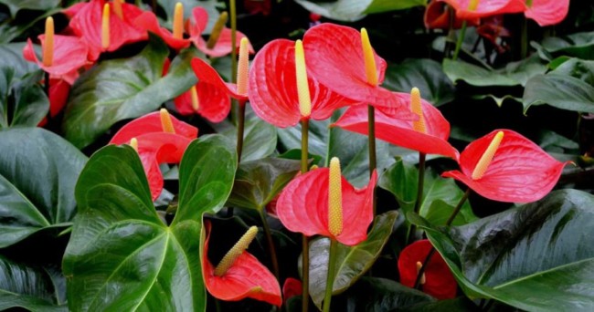 Artúrios são plantas lindas e charmosas