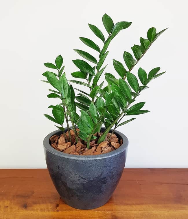 As folhas verdes da Zamioculcas caem como uma luva na decoração