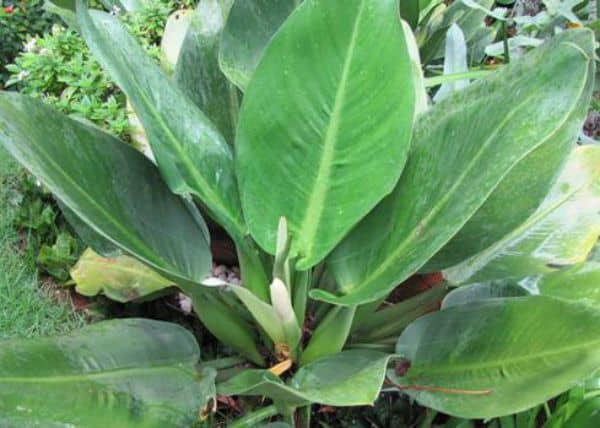 Babosa de pau ou pacova é uma das plantas de sombra que não precisam de muita manutenção