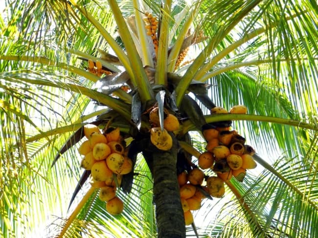 Coqueiro anão com frutos amarelos