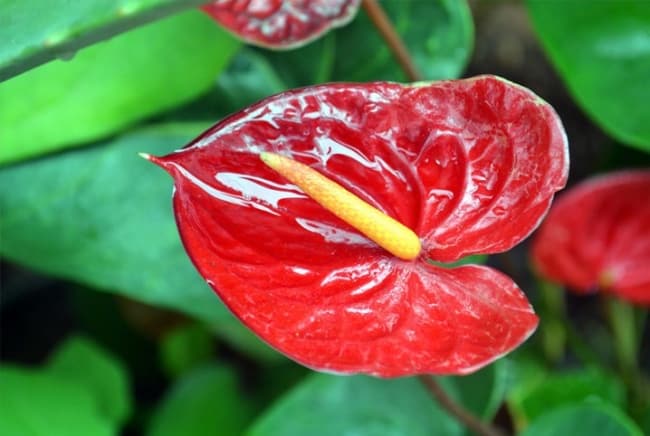 Detalha da flor de artúrios