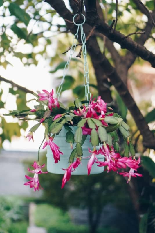 Flor de maio é uma linda opção para plantas de sombra