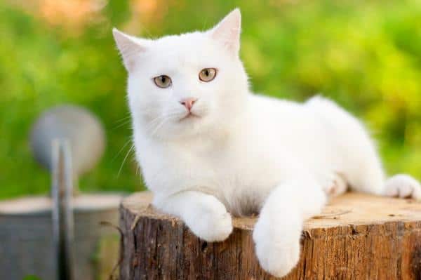 Gato branco