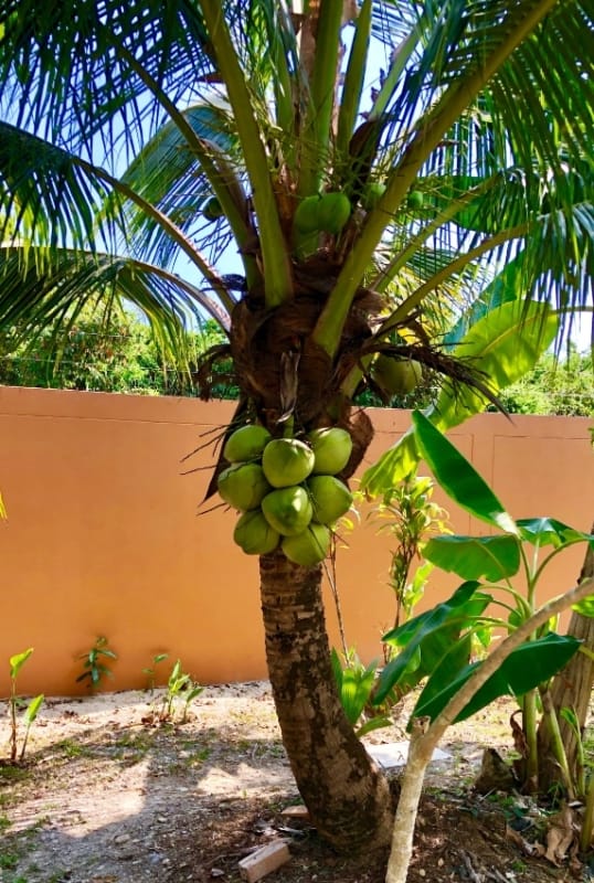 Jardim com coqueiro anão