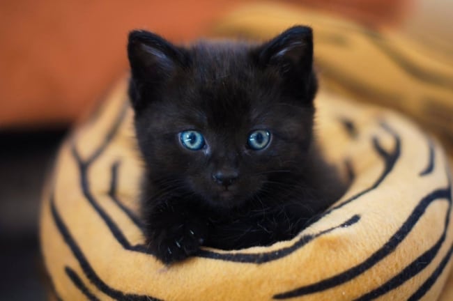 Nomes para gatos pretos