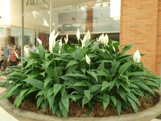 O lírio é uma das plantas de sombras mais tradicionais