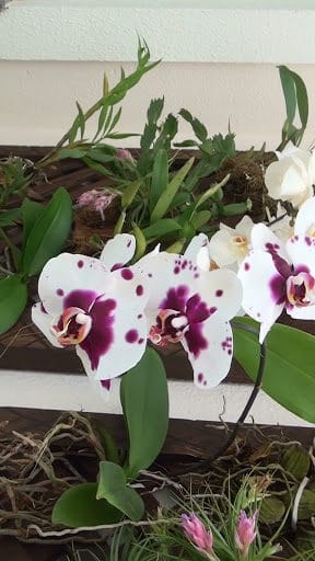Orquídea borboleta com flores brancas e manchas roxas