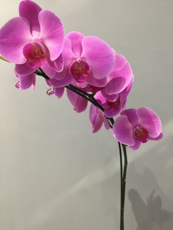 Orquídea borboleta é um planta linda e chama muita atenção