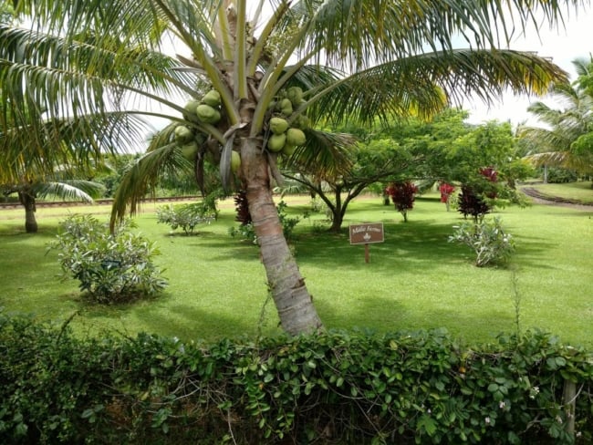 Paisagismo com coqueiro anão