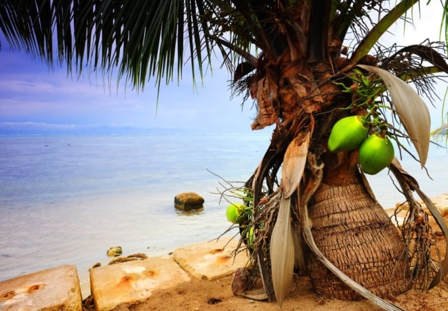Paisagismo com coqueiro anão na praia
