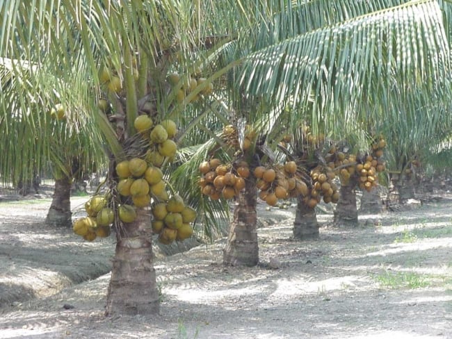 Paisagismo com coqueiro e a sensação de estar perto da natureza