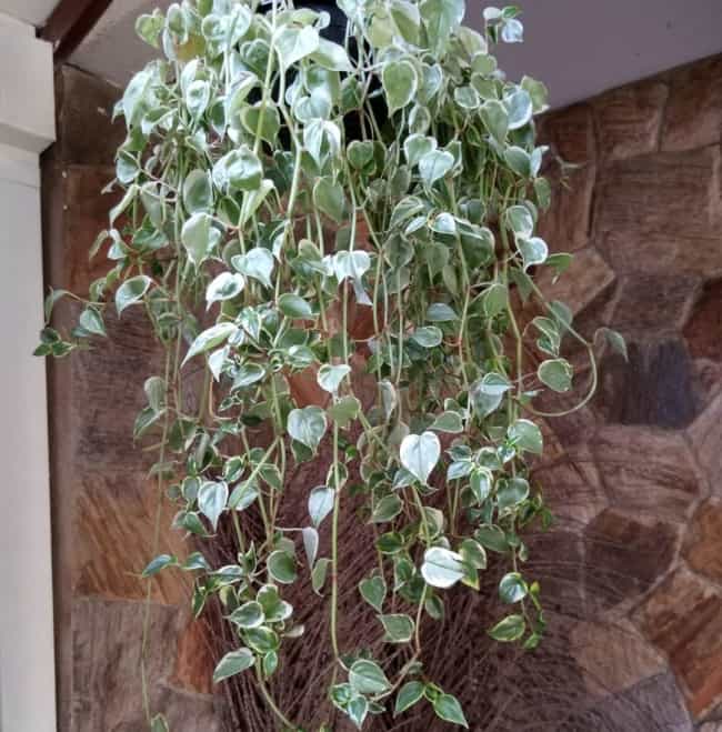 Peperomia combina com jardim vertical além de ser uma das plantas de sombra mais populares do mundo