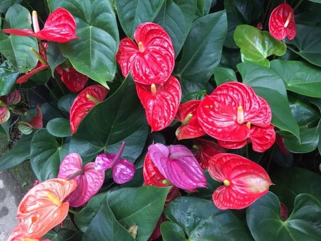 Plantas de sombra são ideais para quem não consegue fazer muita manutenção