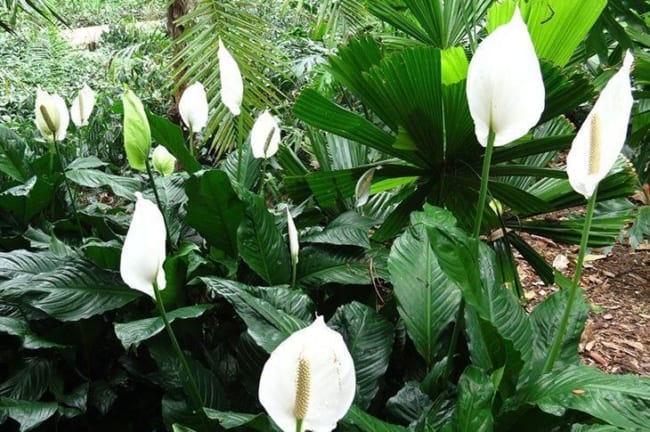 Plantas de sombra são um sucesso e o Lírio é muito popular nesse quesito