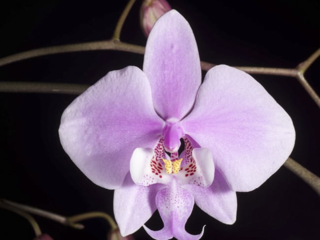 Plantas de sombra são muitos famosas e a orquíde de borboleta é umas das mais lindas