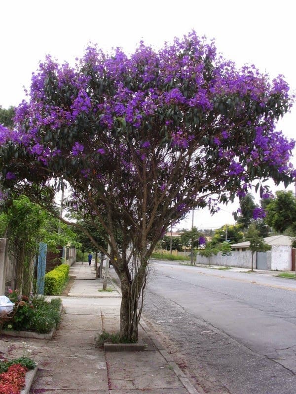 Quaresmeira em nicho de calçada