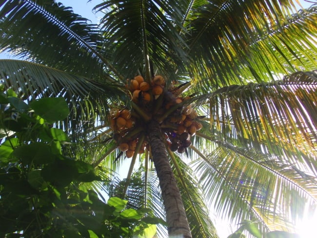 Vista do coqueiro anão de baixo